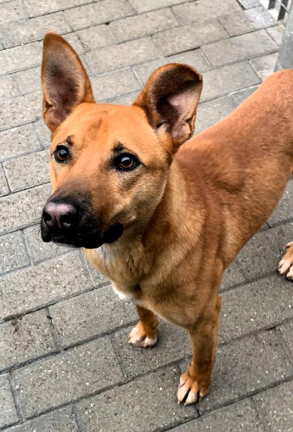 SIMBA SIMPATICO LUPETTO Foto 5